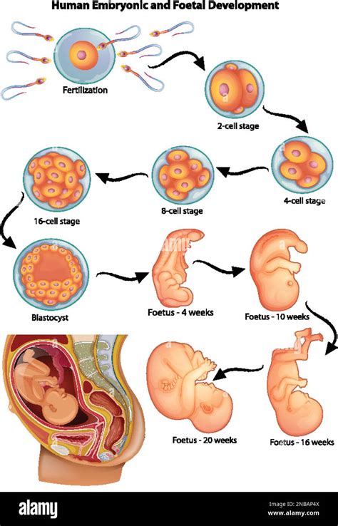 Illustration Showing Stages In Human Embryonic Development Illustration Stock Vector Image And Art