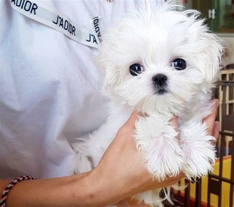 Check spelling or type a new query. Maltese Puppies For Sale | Charleston, SC #296403