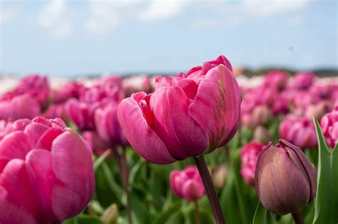 Rosy Diamond Tulip Bulbs Wholesale Pricing Colorblends