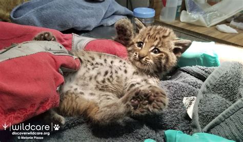 Click here for more information on how you can get your kitten! Bobcat Kitten at WildCare - WildCare