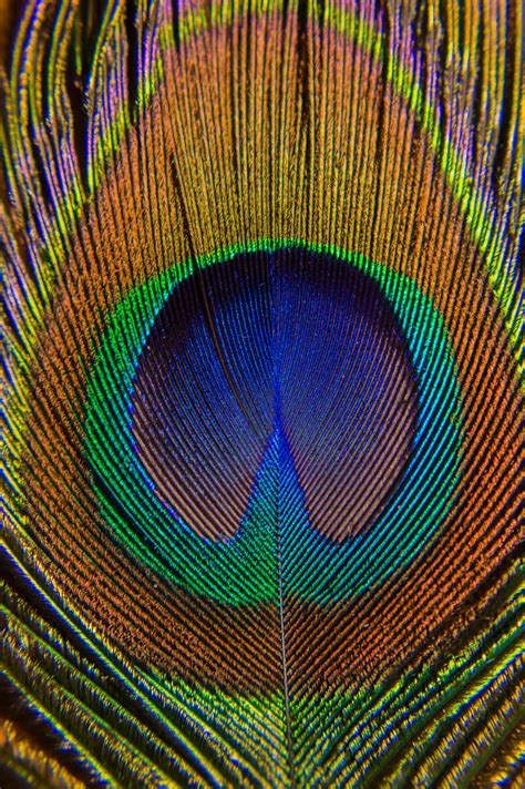 Free Images Bird Wing Line Green Color Feather Material Circle