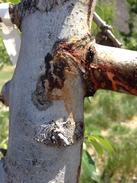 Check spelling or type a new query. Canker Removal Now is Critical for Fire Blight Management ...