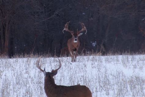 The Drury Outdoors Crew Filmed The Largest Wild Buck Ever Caught On