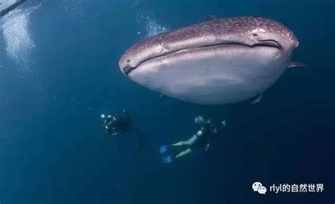 大藍鯨 big blue on facebook. 原來藍鯨並不是世界上「最大的魚類」，鯨鯊才是! - 壹讀