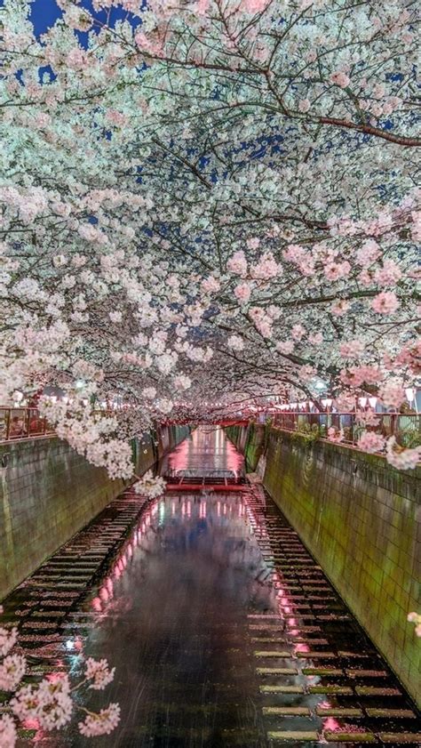 Japan Sakura Wallpapers Wallpaper Cave