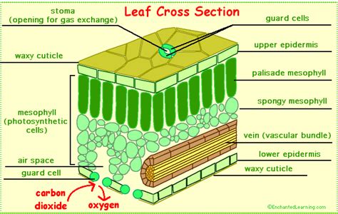 These are the vascular structures on the leaf which supply water throughout its surface. Leaf Diagram