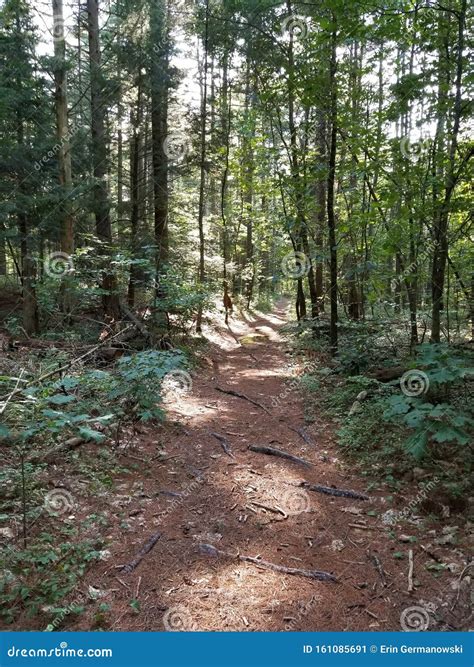 Sun Dappled Forest Trail Stock Image Image Of Forest 161085691