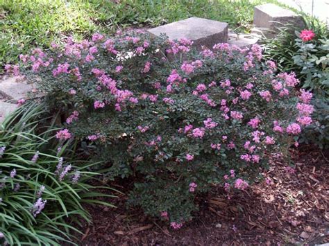 Pink Crape Myrtles Available As Miniatures Dwarf Medium Height Or