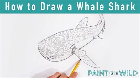 How To Draw A Whale Shark Youtube