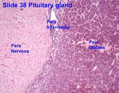 Glándula pituitaria Histologia Biologia celular Biologia