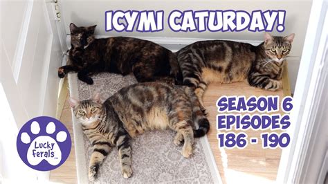 Icymi Caturday Lucky Ferals S6 Episodes 186 190 Cat Videos