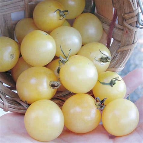Ice White Cherry Tomato Seeds Most Popular Seeds