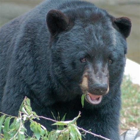 Black Bear Falls Zoo Knoxville