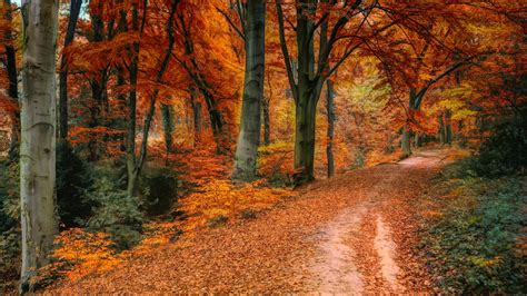 Download Autumn Tree Fall Pathway 1366x768 Wallpaper Tablet Laptop