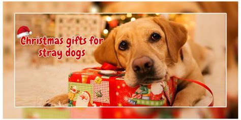 Bengaluru Is Offering Christmas Ts For Stray Dogs Dogexpress