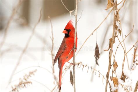Male Northern Cardinal Stock Photo Image Of Outdoors 52297494