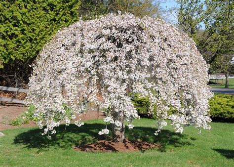 Cherry trees do not require much another example of dwarf trees with flowers is redbud trees. Snow Fountain/Weeping Cherry Tree | Weeping cherry tree ...