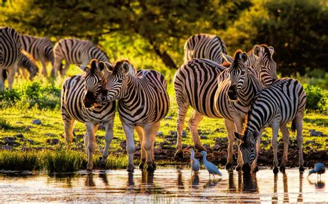 Beautiful Animals From The Wild Cebras Namutoni Restcamp In Etosha