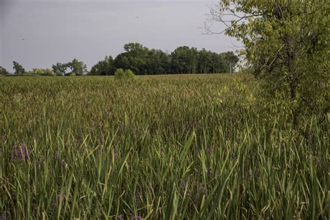 Tall Marsh Grasses In Horicon National Wildlife Refuge Image Free