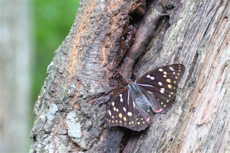 Osaka stopped play and rescued one of nature's most delicate creatures, drawing cheers from the crowd. オオムラサキ