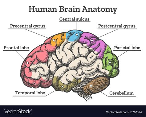 Human Brain Side View Diagram