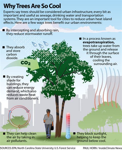 Infographic Why Trees Are So Cool Inside Climate News