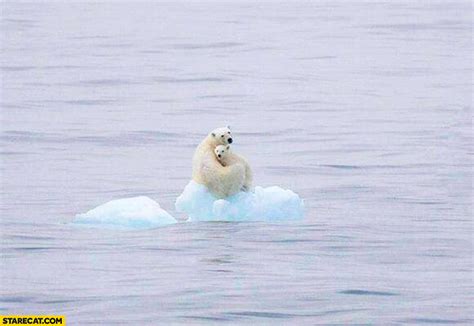 Polar Bears On Floating Ice Sad Picture