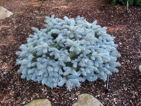 Evergreen Gardens Conifers Colorado Blue Spruce Colorado Spruce