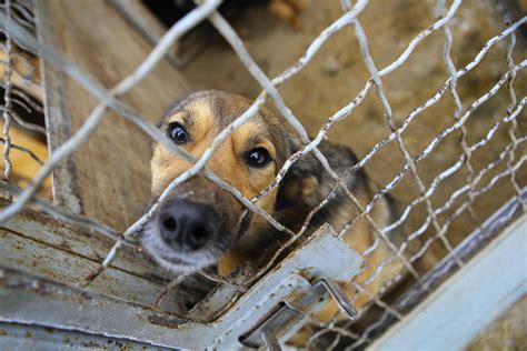 La Crueldad Animal Se Convirtió En Un Delito Federal En Estados Unidos