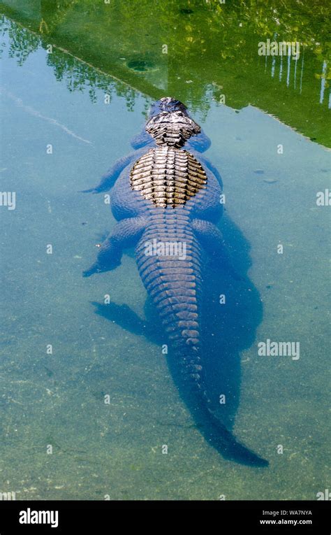 Alligator Swimming Away In Clear Green Water Stock Photo Alamy