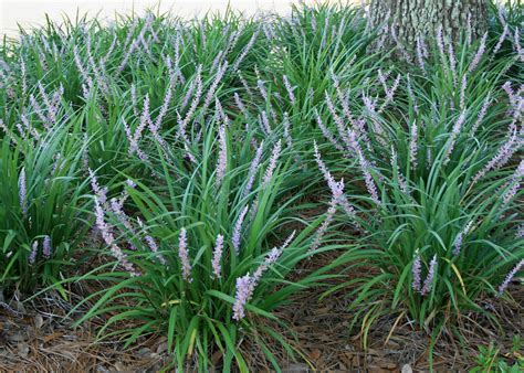 Liriope Is An Effective Mississippi Groundcover Mississippi State