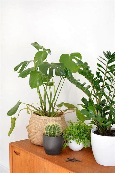 45 Pretty Indoor Plants Design For Your Interior Home Page 47 Of 49