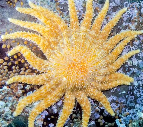 Sunflower Sea Stars Could Help Save Kelp Forests Osu Research Suggests