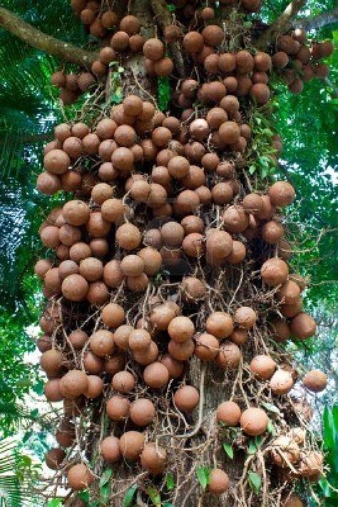 Popular in native american cuisine, chokecherries are a deep red or blackish purple, and one of the most popular uses is a sweet jam. Cannonball fruit tree or couroupita guianensis is an ...