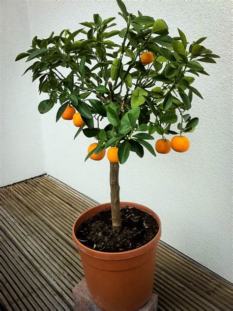 We did not find results for: orange-tree