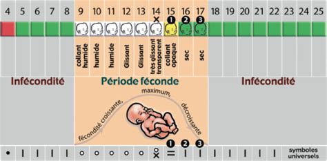 How long does ovulation last? Connaître le Moment de L'ovulation - gynecodyali