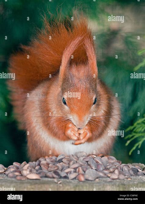 Red Squirrels Eating Nuts Hi Res Stock Photography And Images Alamy