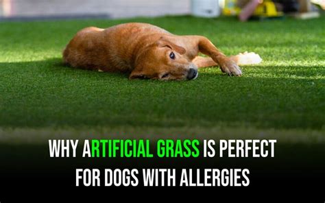 Can Dogs Be Allergic To Artificial Grass