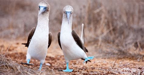 3 Exotic Animals You Can Only See In The Galapagos Travel Trivia