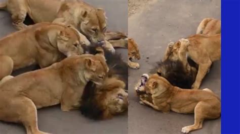 Female Lions Kill Male Lion Youtube