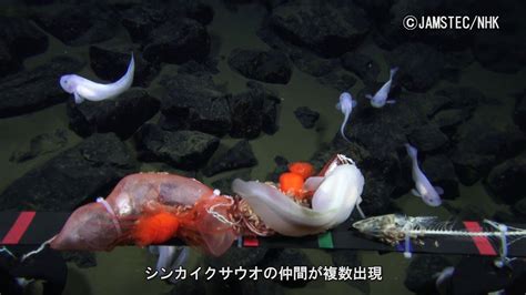 Deepest Fish Ever Recorded Has Just Been Documented In 4k Video At A