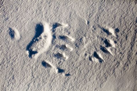 Polar Bear Paw Print In Snow