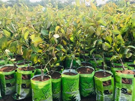 Well Watered Thai Green Apple Ber Plant For Fruits Rs 160 Plant Id 23077821091