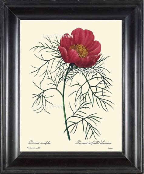 Botanical Print Redoute Flower 8x10 Botanical Art By Lovetheprint