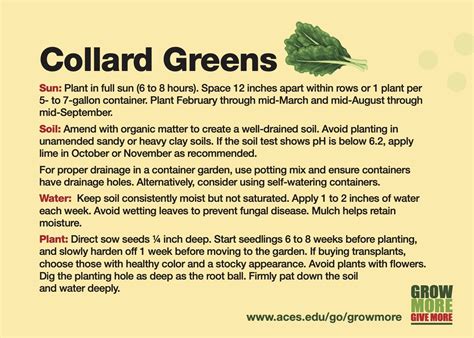 Grow More Collard Greens Alabama Cooperative Extension System