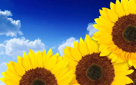 Hd Sunflowers Wallpapers Top Best Hd Wallpapers For Desktop