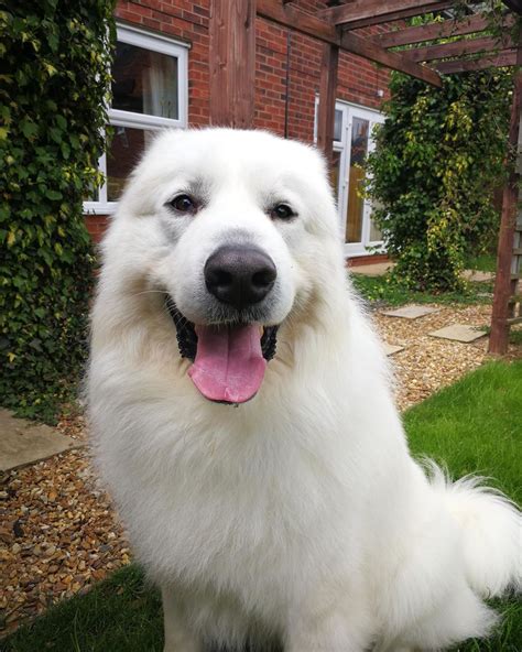 14 Big Facts About Giant Great Pyrenees Dogs Page 3 Of 4 Petpress