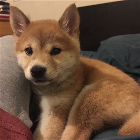 See more of shiba inu fanciers of northern california on facebook. View Ad: Shiba Inu Puppy for Sale, California, MENIFEE