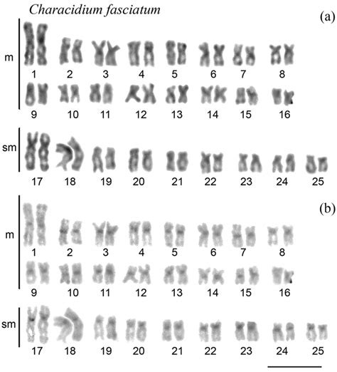 the karyotypes and evolution of zz zw sex chromosomes in the genus characidium characiformes