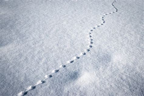 Line Of Small Animal Tracks In The Snow Stock Photo Image Of Winter